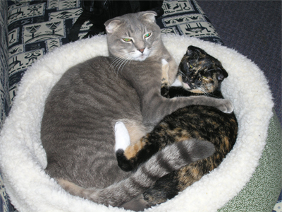 Home visits for cat - My cat Diamond and his niece Popcorn
